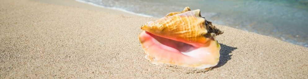 conch-shell